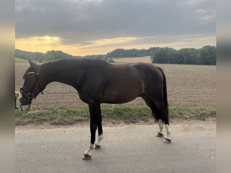 Westphalian Gelding 4 years 15,2 hh Bay-Dark in Hasbergen