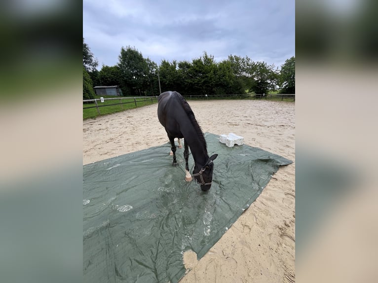 Westphalian Gelding 4 years 15,2 hh Black in Nümbrecht