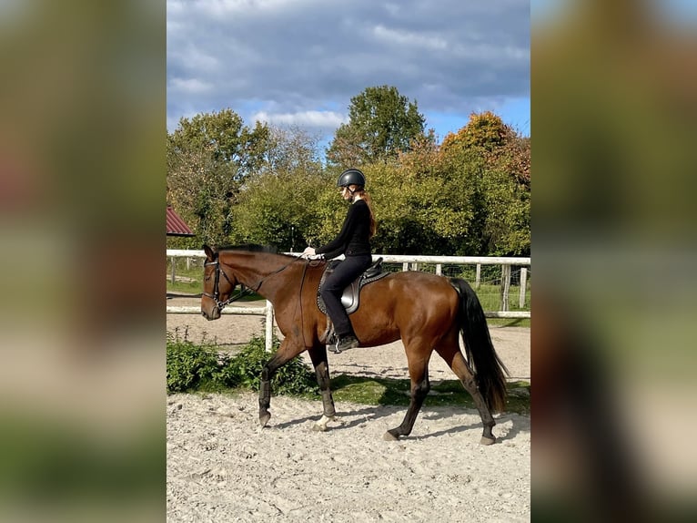 Westphalian Gelding 4 years 15,2 hh Brown in Berg (Pfalz)