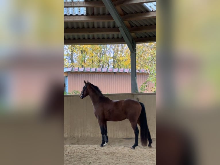 Westphalian Gelding 4 years 15,2 hh Brown in Berg (Pfalz)