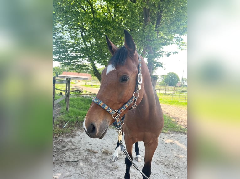 Westphalian Gelding 4 years 15,2 hh Brown in Emsb&#xFC;ren