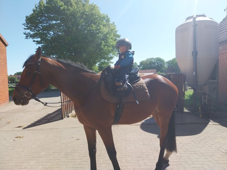 Westphalian Gelding 4 years 15,2 hh Brown in Emsb&#xFC;ren