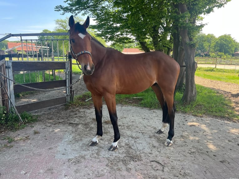 Westphalian Gelding 4 years 15,2 hh Brown in Emsb&#xFC;ren