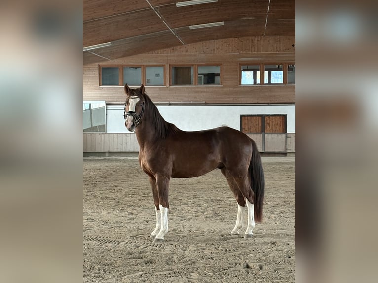 Westphalian Gelding 4 years 15,2 hh Chestnut-Red in Telfs