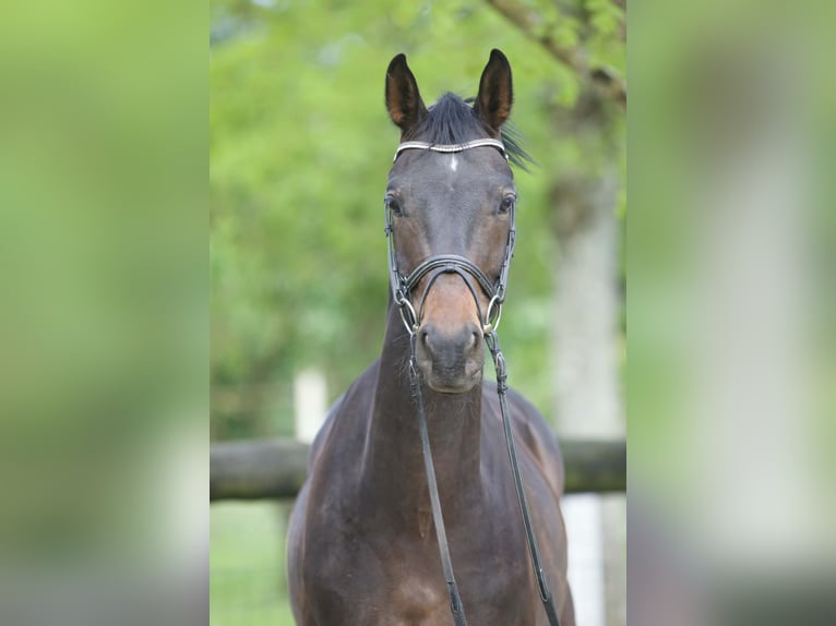 Westphalian Gelding 4 years 15,3 hh Bay-Dark in Yonne