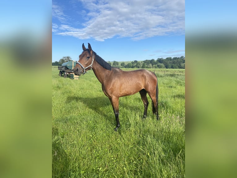 Westphalian Gelding 4 years 15,3 hh Brown-Light in B&#xFC;ren