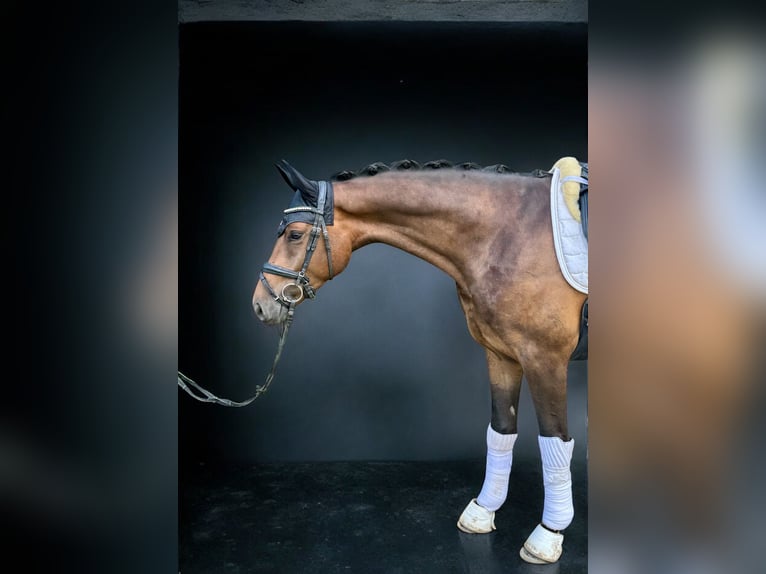 Westphalian Gelding 4 years 16,1 hh Bay-Dark in Sankt Wendel