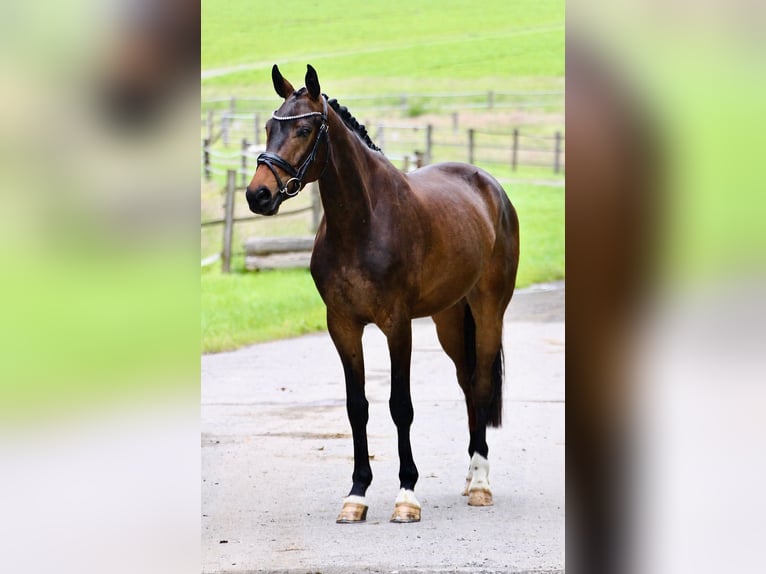 Westphalian Gelding 4 years 16.1 hh Bay-Dark in Detmold