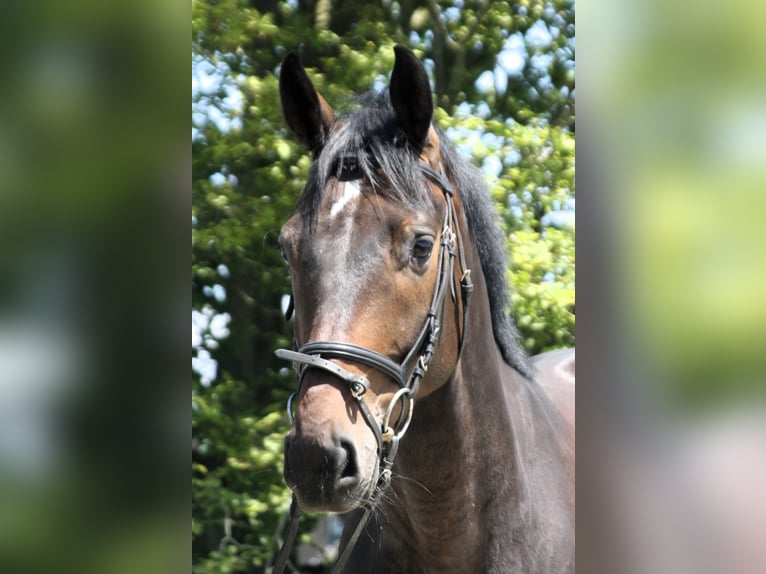 Westphalian Gelding 4 years 16,1 hh Bay-Dark in Worms