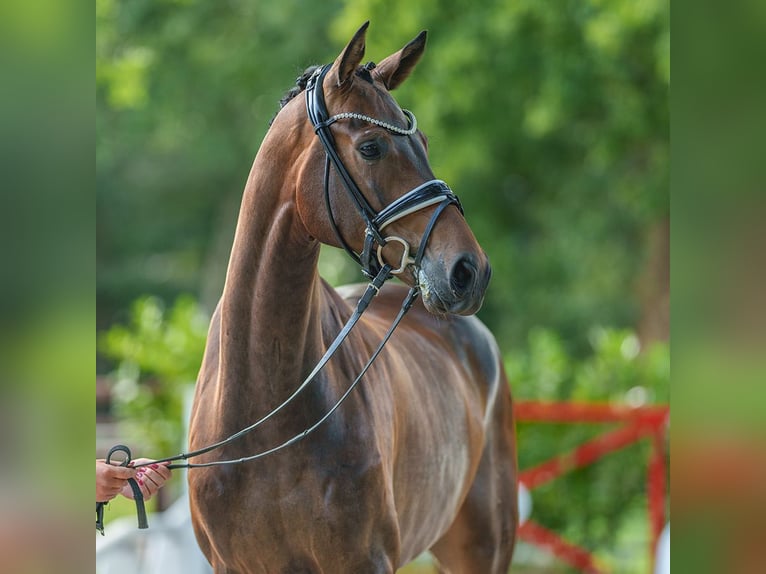 Westphalian Gelding 4 years 16,1 hh Bay-Dark in Münster