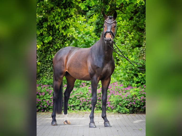 Westphalian Gelding 4 years 16.1 hh Bay-Dark in Ostercappeln