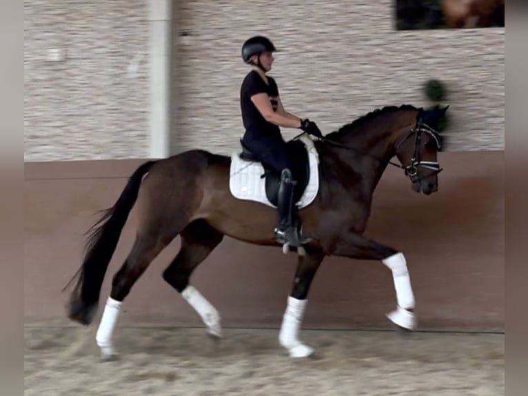 Westphalian Gelding 4 years 16.1 hh Bay-Dark in Wehringen
