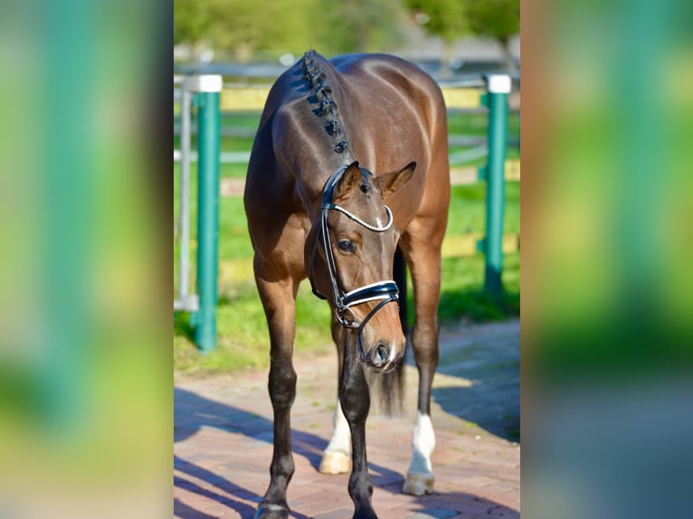 Westphalian Gelding 4 years 16.1 hh Bay-Dark in Vechta