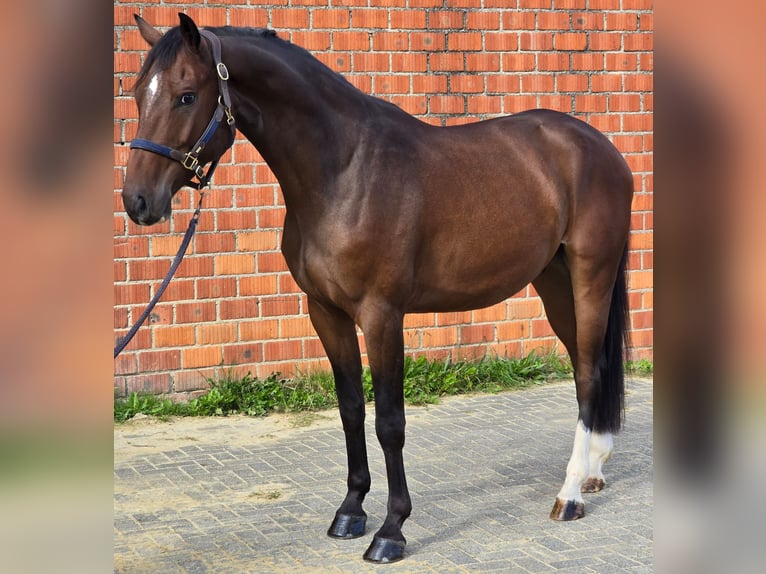 Westphalian Gelding 4 years 16,1 hh Bay-Dark in Waldfeucht