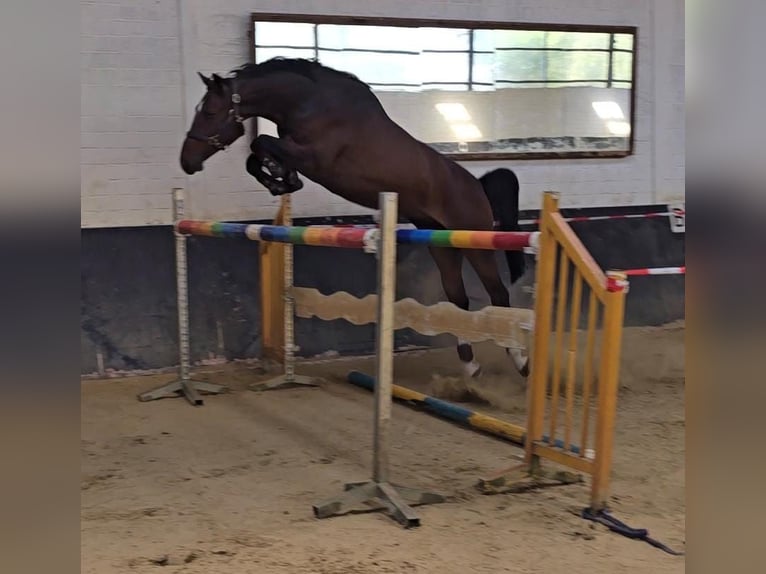 Westphalian Gelding 4 years 16,1 hh Bay-Dark in Waldfeucht