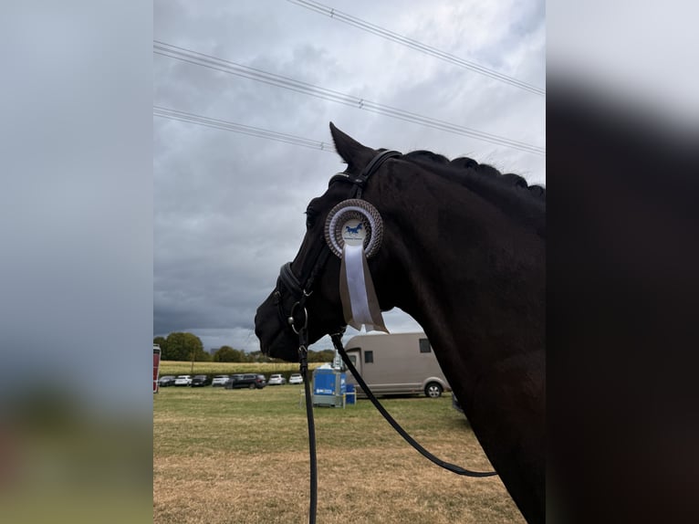 Westphalian Gelding 4 years 16.1 hh Black in Wuppertal