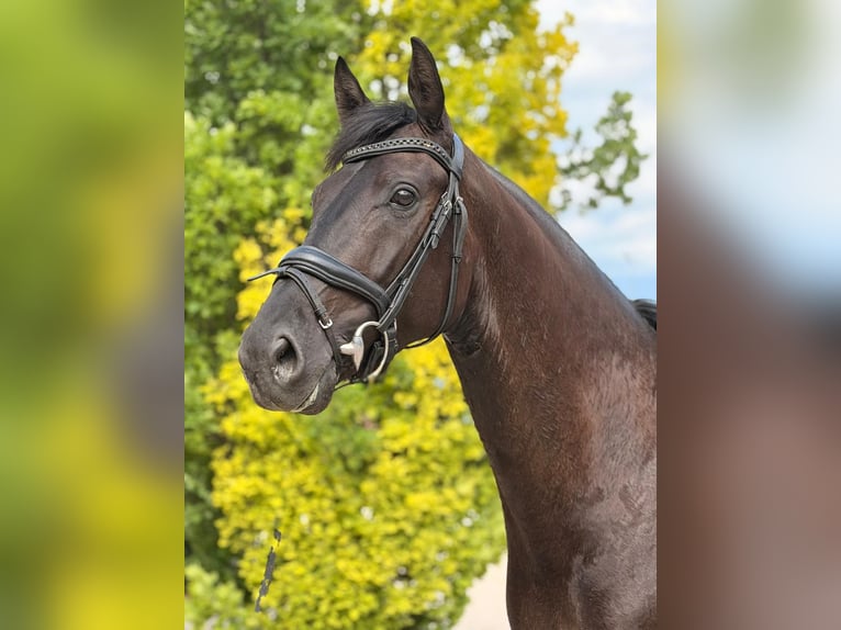 Westphalian, Gelding, 4 years, 16.1 hh, Black