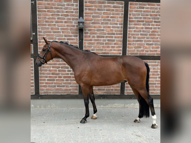 Westphalian Gelding 4 years 16,1 hh Brown in Heidesheim am Rhein