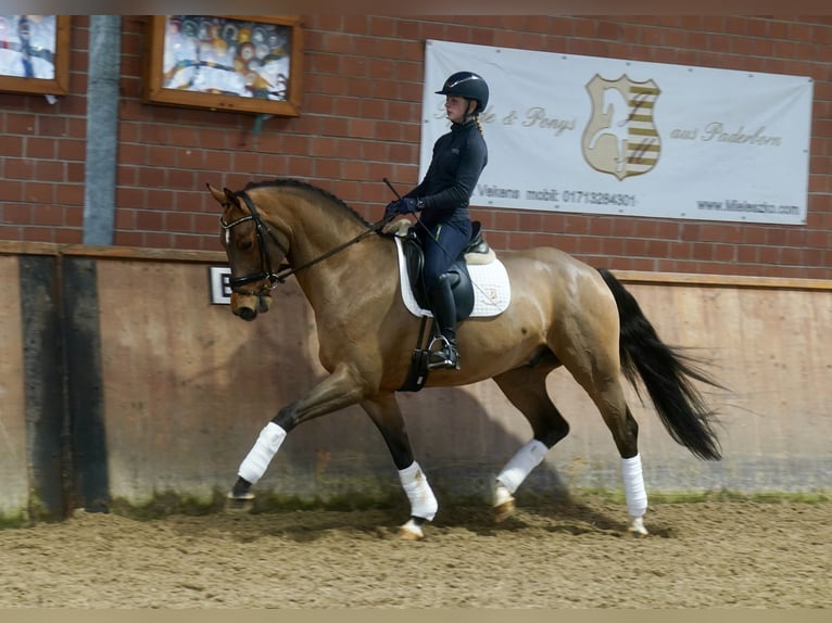 Westphalian Gelding 4 years 16.1 hh Brown in Paderborn