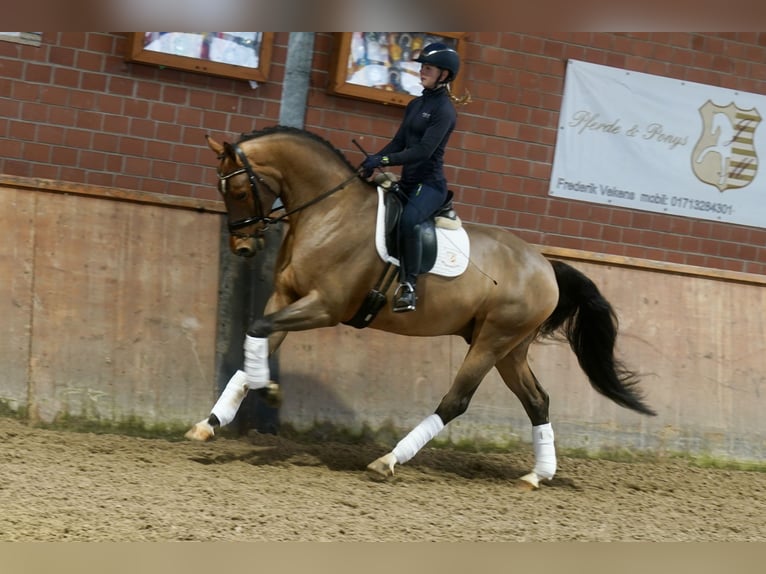 Westphalian Gelding 4 years 16.1 hh Brown in Paderborn