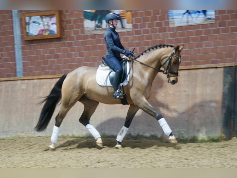 Westphalian Gelding 4 years 16.1 hh Brown in Paderborn