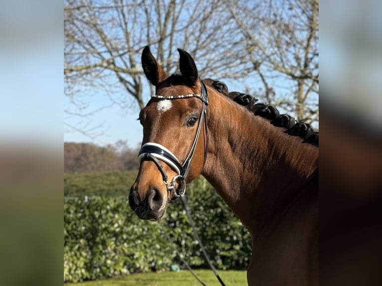 Westphalian Gelding 4 years 16,1 hh Brown in Visbek