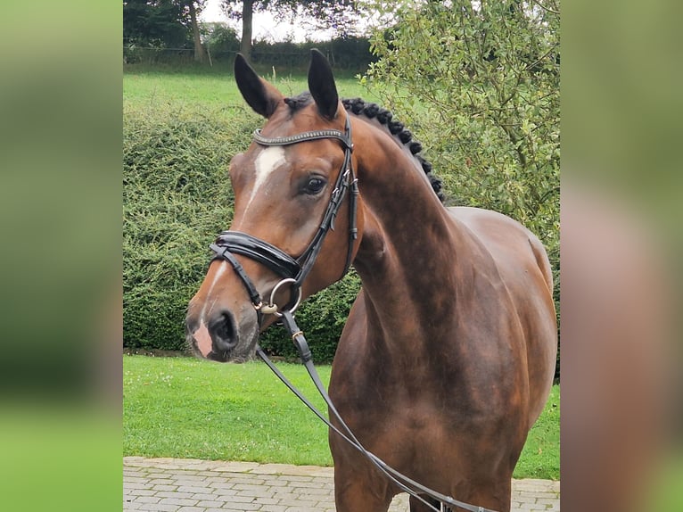 Westphalian Gelding 4 years 16,1 hh Brown in Ostercappeln