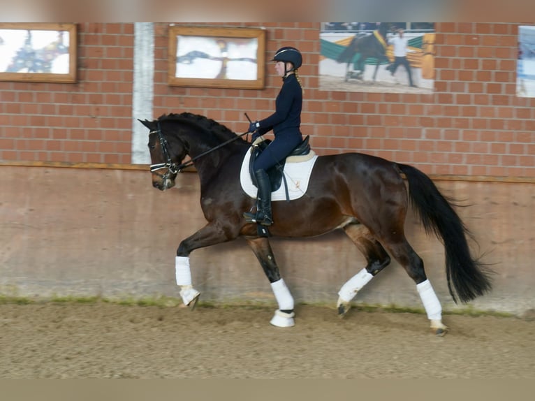 Westphalian Gelding 4 years 16.1 hh Brown in Paderborn