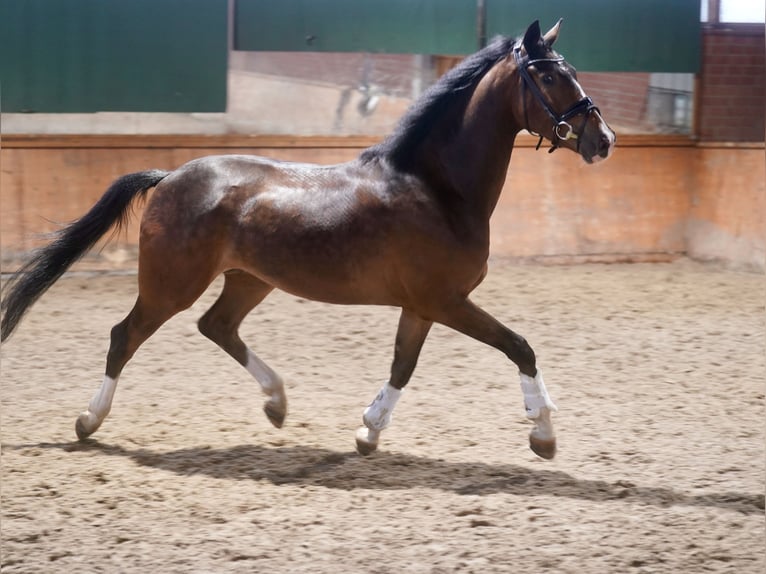 Westphalian Gelding 4 years 16.1 hh Brown in Paderborn