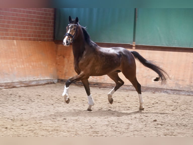 Westphalian Gelding 4 years 16.1 hh Brown in Paderborn
