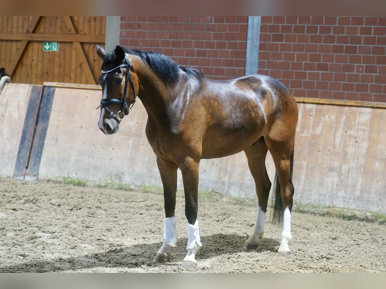 Westphalian Gelding 4 years 16.1 hh Brown in Paderborn