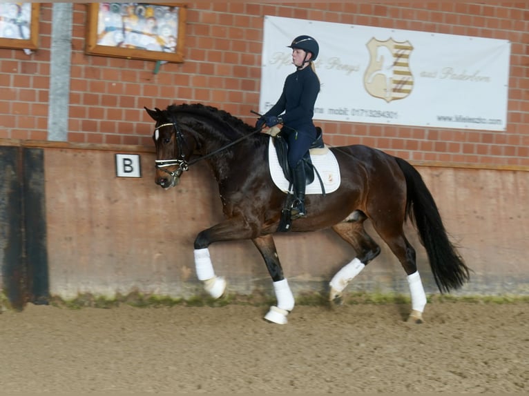Westphalian Gelding 4 years 16.1 hh Brown in Paderborn
