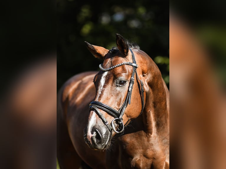 Westphalian Gelding 4 years 16,1 hh Brown in Riedstadt