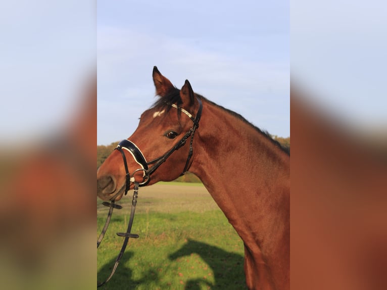 Westphalian Gelding 4 years 16,1 hh Brown in Rosendahl