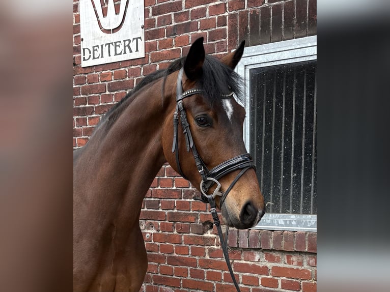 Westphalian Gelding 4 years 16.1 hh Brown in Schöppingen