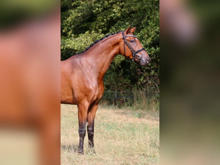 Westphalian Gelding 4 years 16.1 hh Brown in Nordwalde
