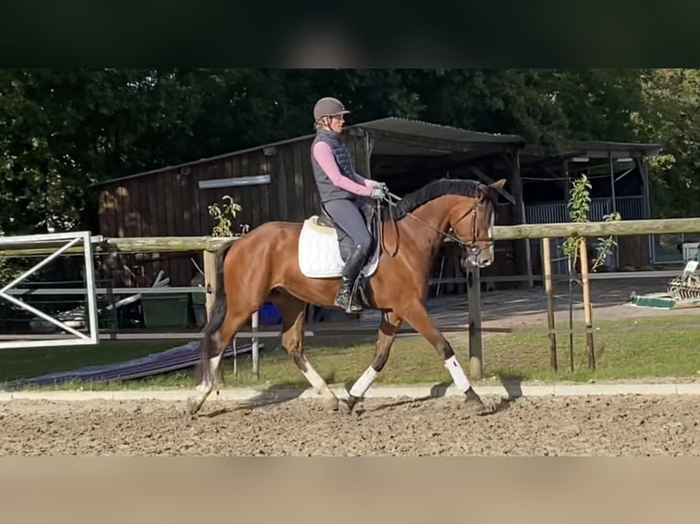 Westphalian Gelding 4 years 16,1 hh Brown in Ennigerloh