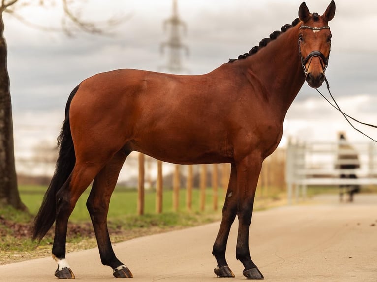 Westphalian Gelding 4 years 16.1 hh Brown in Greven