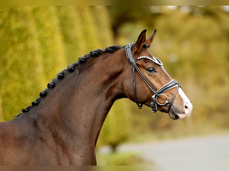 Westphalian Gelding 4 years 16.1 hh Brown in Steinfurt