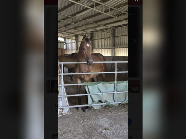 Westphalian Gelding 4 years 16.1 hh Brown in Gummersbach