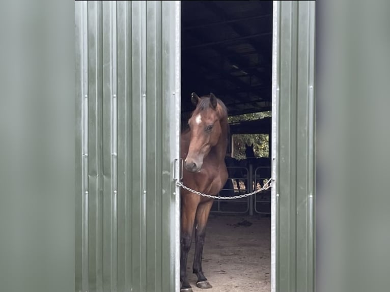 Westphalian Gelding 4 years 16.1 hh Brown in Gummersbach