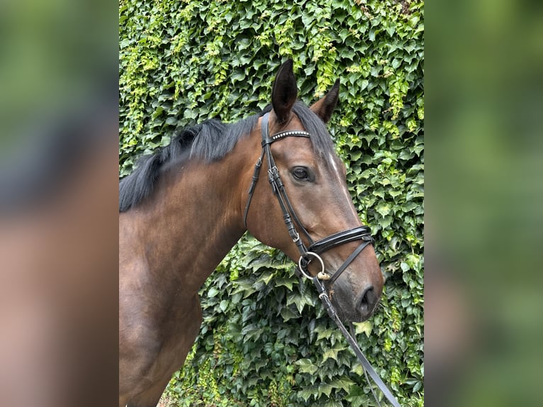 Westphalian Gelding 4 years 16.1 hh Brown in Rees