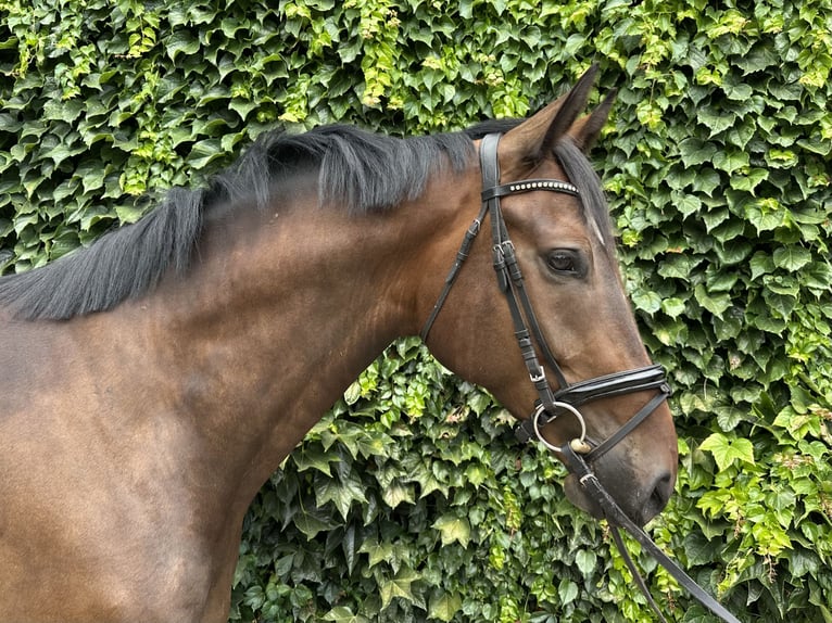 Westphalian Gelding 4 years 16.1 hh Brown in Rees