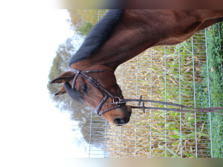 Westphalian Gelding 4 years 16,1 hh Brown in Bad Nenndorf