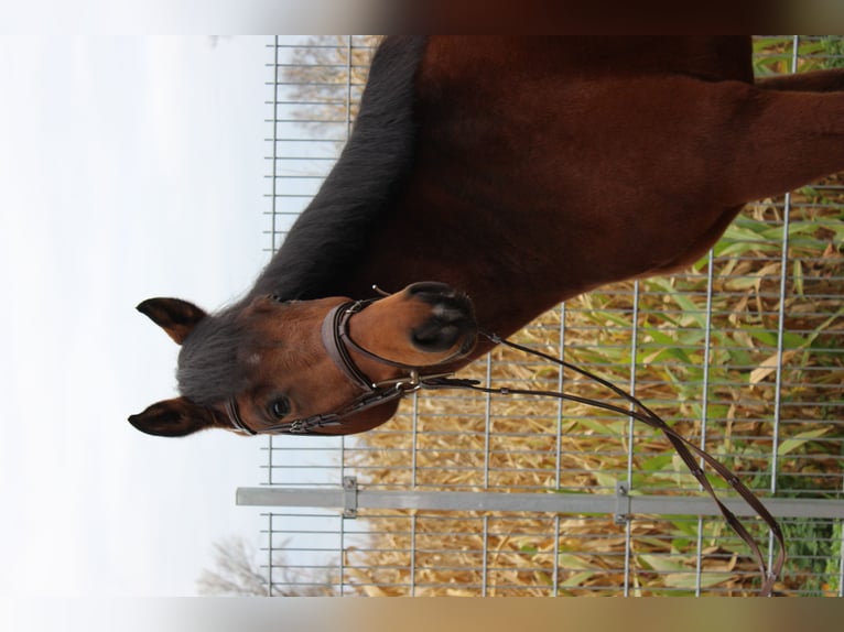 Westphalian Gelding 4 years 16,1 hh Brown in Bad Nenndorf