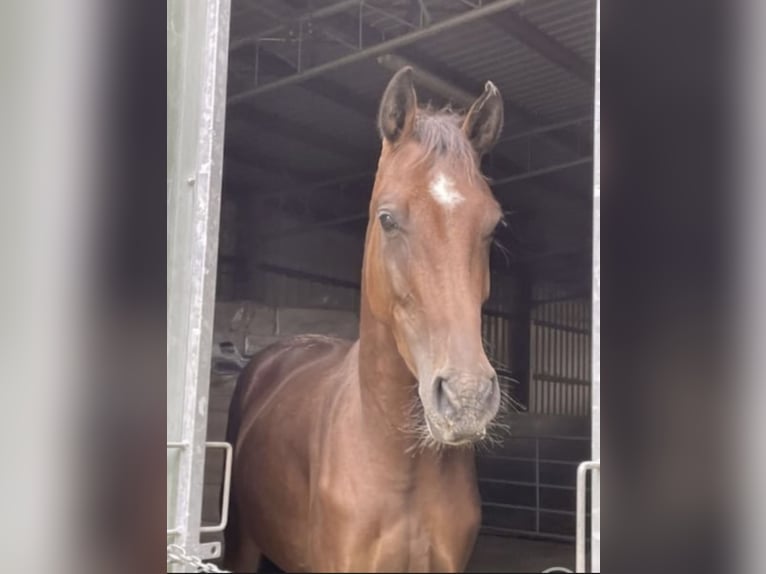 Westphalian Gelding 4 years 16.1 hh Brown in Gummersbach