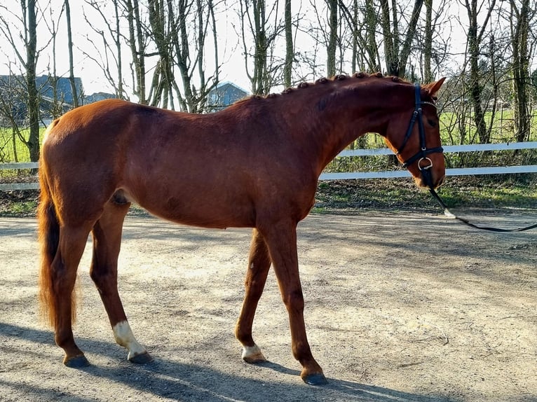 Westphalian Gelding 4 years 16.1 hh Chestnut in Womrath