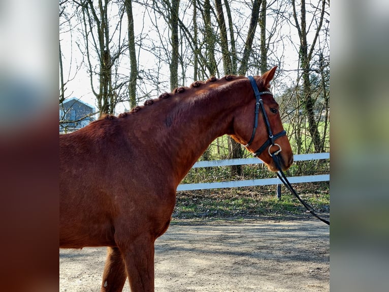 Westphalian Gelding 4 years 16.1 hh Chestnut in Womrath