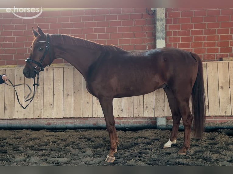 Westphalian Gelding 4 years 16.1 hh Chestnut-Red in Porta Westfalica