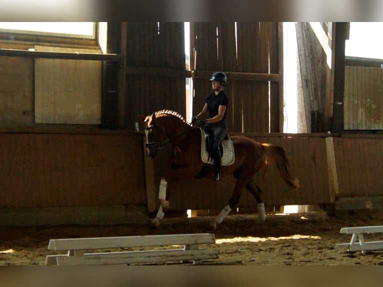 Westphalian Gelding 4 years 16,1 hh Chestnut-Red in Iserlohn